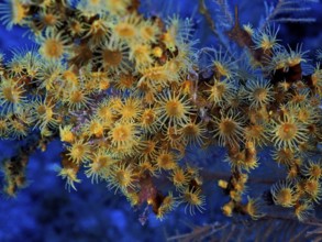 Yellow cluster anemone (Parazoanthus axinellae), dive site Las Cabras, La Palma, Canary Islands,