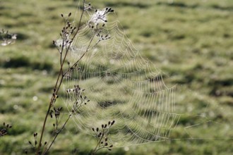 Spider web, spider, spider threads, construction, wheel web, late summer, nature, The construction