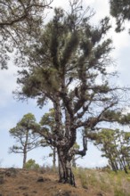 Canary Island Pine (Pinus canariensis), Canary Island Pine, Las Tricias, La Palma Island, Spain,