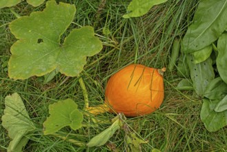 Hokkaido pumpkin (Cucurbita maxima), Kiel, Schleswig-Holstein, Germany, Europe