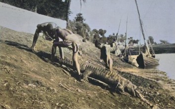 Crocodile hunt, Egypt, Historical, digital reproduction of an original 19th century painting,