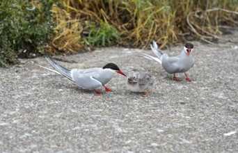 Two Arctic tern (Sterna paradisaea) parents feeding a chick, North Sea coast, Schleswig-Holstein,