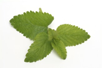 Lemon balm (Melissa officinalis) or melissa, family of the labiates, the foliage leaves, Melissae