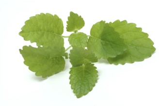 Lemon balm (Melissa officinalis) or melissa, family of the labiates, the foliage leaves, Melissae