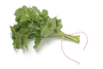 Leaf (umbelliferae) coriander (Coriandrum sativum), coriander, true coriander, plant species in the