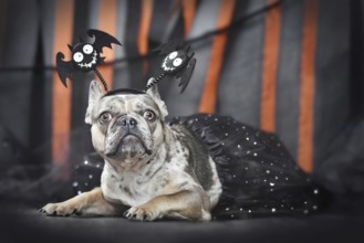 Merle French Bulldog dog wearing Halloween bat costume headband and tutu in front of black and