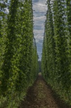 Climbing hop (Humulus lupulus) vines, hop cultivation in Herpersdorf, Middle Franconia, Bavaria,