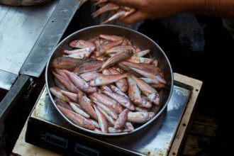 Reddish small fish in metal bowl, detail, fish market, Catania, Old Town, Baroque Old Town, Eastern