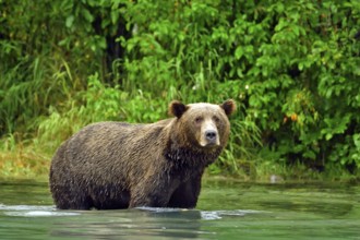 Brown bear (Ursus arctos) standing in the water fishing for salmon, Lake Clarke National Park,