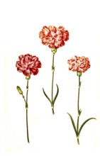 Clove pink (Dianthus caryophyllus) or noble carnation, in cultivated form usually garden carnation,