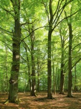 Old untouched near-natural forest of large oaks and beeches in spring, Reinhardswald, North Hesse,