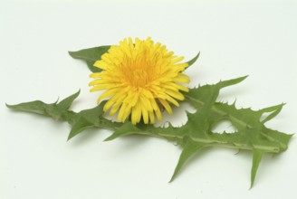 Common dandelion (Taraxacum) Ruderalia, Taraxacum officinale, medicinal plant, the most important