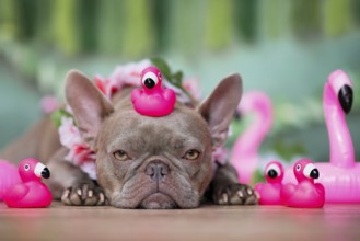 French Bulldog dog with tropical flower garlands and rubber toy flamingos in front of green