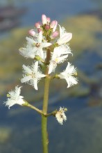 Bog bean (Menyanthes trifoliata) or bitter clover, medicinal plant