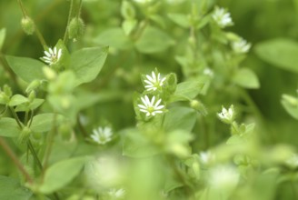 Greater stitchwort (Stellaria holostea), Rabelera holostea, also Common Chickweed, medicinal plant