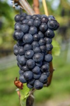 Pinot noir grapes on a vine shortly in front of harvest, near Durbach, Ortenaukreis, Black Forest,