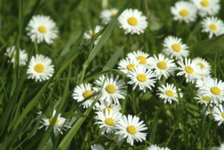 Common daisy (Bellis perennis), medicinal plant, naturopathy classifies the daisy among other