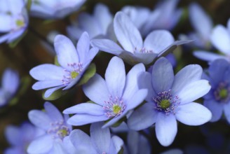 Liverwort (Hepatica triloba) (Hepatica nobilis) (Anemone hepatica), synonyma, common liverwort,