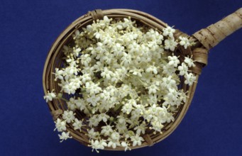 Elderflower, black elder (Sambucus) nigra, medicinal plant, is considered a proven household remedy