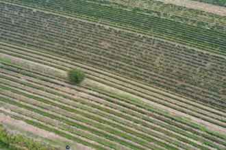 Aerial view, landscape with vineyard, Weinviertel, Hadres, Lower Austria, Austria, Europe