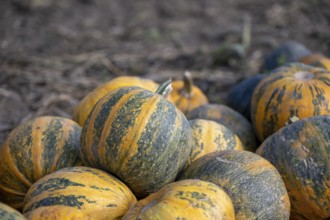 Pumpkin field with ripe pumpkins, Weinviertel, Hadres, Lower Austria, Austria, Europe