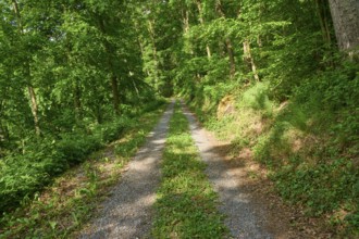 Forest path in spring, Großheubach, Miltenberg, Spessart, Bavaria, Germany, Europe