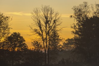 Trees in the sunrise, fog, Lower Austria, Austria, Europe