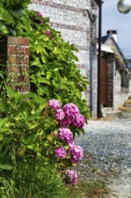 Pink flowers of a hydrangea on a wall, Normandy, France, Europe