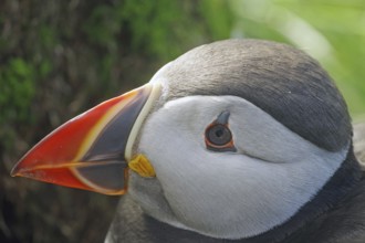 Head of a puffin, Hornøya, Vardö. Finnmark, Norway, Europe