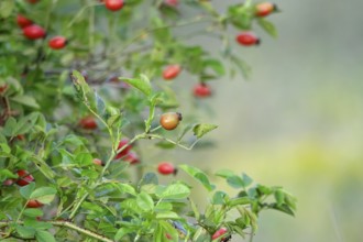 Dog rose (Rosa canina), late summer, Saxony, Germany, Europe