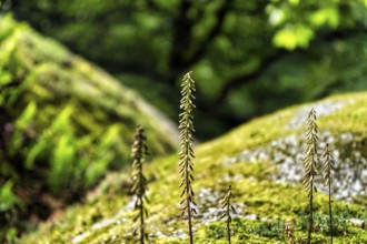 Granite rocks overgrown with moss, close-up, mystic forest of Huelgoat, Armorique Regional nature