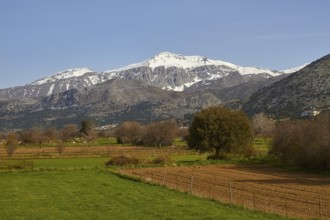 Green meadows, fields, trees, spring, Dikte massif, snow-capped mountains, Lassithi plateau,