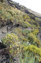 Hikers in the Caldera de Bandama in the Bandama Natural Park or Monumento Natural de Bandama, Las