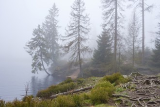 Oderteich in the fog, Harz National Park, Lower Saxony, Germany, Europe