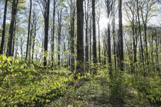 Red beech forest (Fagus sylvatica) in spring, with sunstar, Thuringia, Germany, Europe