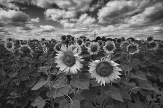 Sunflower (Helianthus annuus) field, black and white, Stuttgart, Baden-Württemberg, Germany, Europe