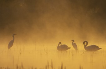 Great egret (Ardea alba), mute swans (Cygnus olor), morning atmosphere, fog, water, Lower Austria