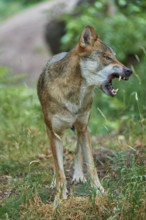 European gray wolf (Canis lupus), baring its teeth, summer, Germany, Europe