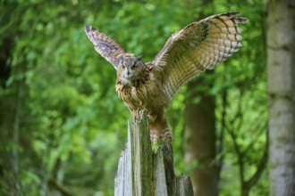 Eurasian eagle-owl (Bubo bubo), flying on tree trunk in forest, Bohemian Forest, Czech Republic,