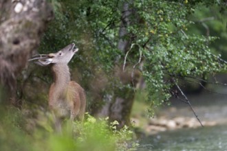 Red deer (Cervus elaphus), spit standing at the edge of the mountain river and looking upwards in