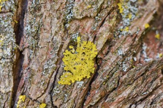 Detail of lichen growing on a crack willow (Salix fragilis) bark, Upper Palatinate, Bavaria,