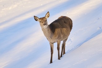 Red deer (Cervus elaphus) hind on a snowy meadow in the mountains in tirol, Kitzbühel, Wildpark