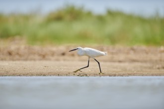 Little egret (Egretta garzetta) walking at the shore, hunting, sea, ebro delta, Catalonia, Spain,