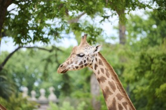 Reticulated giraffe (Giraffa camelopardalis reticulata), portrait, captive, distribution africa