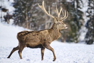 Red deer (Cervus elaphus) stag on a snowy meadow in the mountains in tirol, Kitzbühel, Wildpark