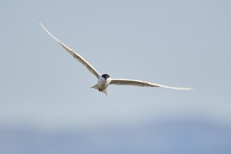 Gull-billed tern (Gelochelidon nilotica) flying in the sky, hunting, ebro delta, Catalonia, Spain,