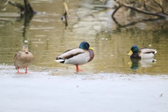 Wild ducks (Anas platyrhynchos) on a frozen lake, Bavaria, Germany Europe