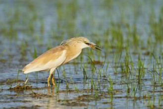 Squacco heron (Ardeola ralloides) in a paddy field, hunting, ebro delta, Catalonia, Spain, Europe