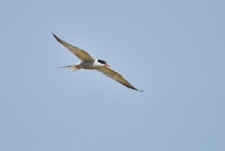 Elegant tern (Thalasseus elegans) flying in the sky above the sea, hunting, ebro delta, Catalonia,