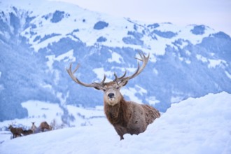 Red deer (Cervus elaphus) stag on a snowy meadow in the mountains in tirol, Kitzbühel, Wildpark